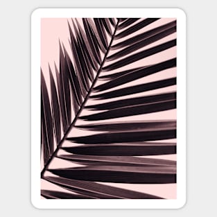 Palm leaf print, nostalgic photography, nature photo Sticker